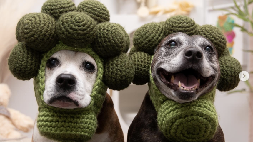 two rescue dogs in handmade broccoli hats